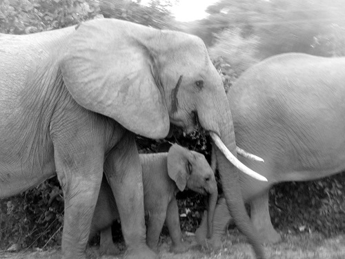 South Luangwa, Zambia